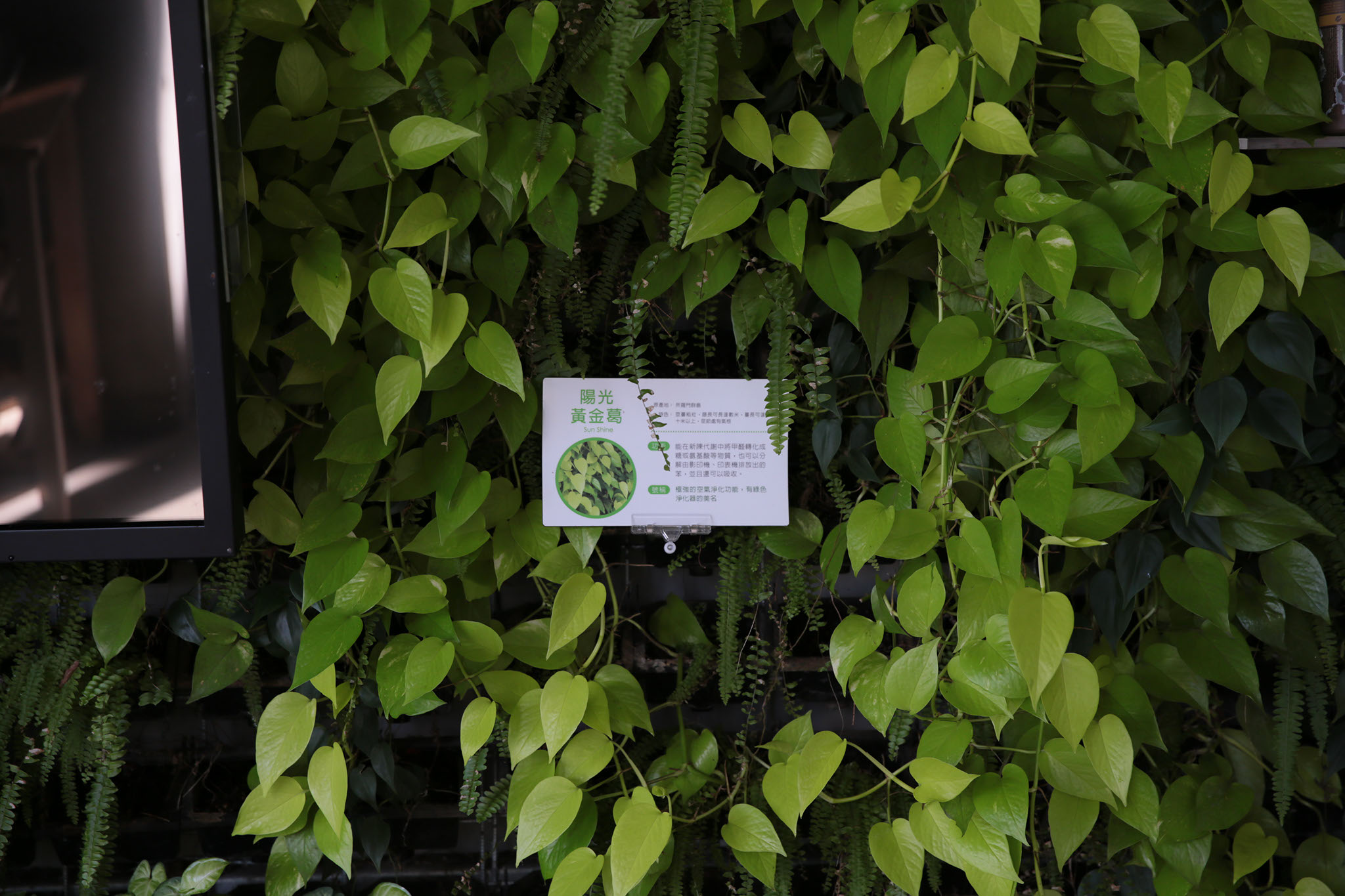 O Orrect Live Green Love Green | HISTORY